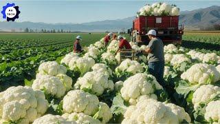 95 Most Satisfying Agriculture Technology | How US Farmers Harvest & Process 3.5M Tons of Crops