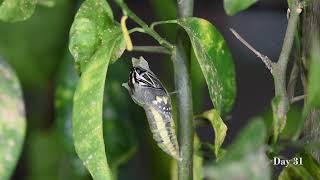 Short video of Lifecycle of Lime Butterfly, from egg to adult, real life.