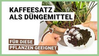 Kaffeesatz als Dünger – Für welche Pflanzen geeignet?