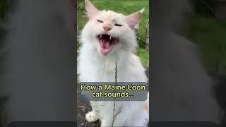 Are Maine Coon meows different to ordinary cat meows?