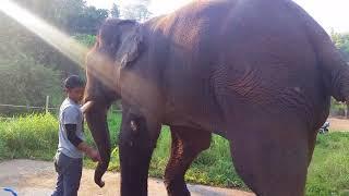 Phuki gets his abscess checked