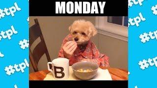 Your Week Told By Dogs | Funniest Dog Vines 2017 | #thatpetlife