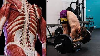 The TRUTH about Spinal Flexion (Back Rounding)