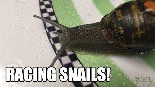 Snail Racing - Minibeast Wildlife