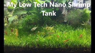 Low Tech Nano Shrimp Tank