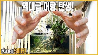 역대급 비오톱 어항이 탄생했습니다. 물멍하다가 집에 못갑니다.. biotope aquascaping