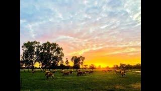 Jerseys in the Australian Dairy Industry