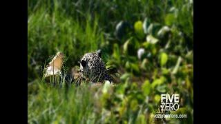 Jaguar Battles Crocodile in the Reeds