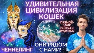 ‍️ РАЗУМНЫЕ КОШКИ ИНОПЛАНЕТЯНЕ СУЩЕСТВУЮТ! ДРЕВНИЙ ЕГИПЕТ ЛИРИАНЦЫ БАСТЕД ЧЕННЕЛИНГ ФИДРЯ ЮРИЙ