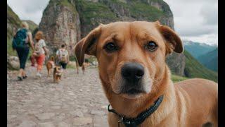 The Best Dog Friendly Destinations for Travel Enthusiasts!