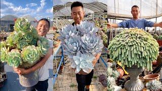 Biggest Succulent I've Ever Seen| Sen đá siêu to khổng lồ tại Trung Quốc多肉植物| 다육이들 | Suculentas