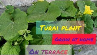 #terracegarden#youtubeshorts#shorts#turai  Grow spong gaurd at home/turai ugaye chhat pr dhero gilki