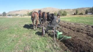 Plowing with Horses Three Abreast