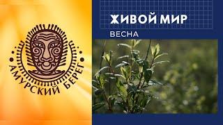 Живой мир. Амурский Берег. Весна