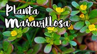 CULTIVA Esta PODEROSA Planta  ||  La VERDOLAGA y Su Consumo