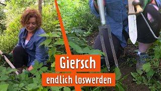 Wucherkraut - Giersch bekämpfen | MDR GARTEN