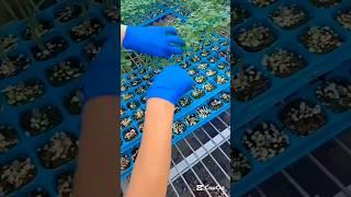 Double production! Graft your tomatoes for higher yields #smartfarming #gardeningtips #grafting