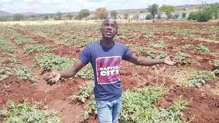 What  to do and when, to increase Flower/fruit setting in Watermelon  Farming. #letsgrowtogether