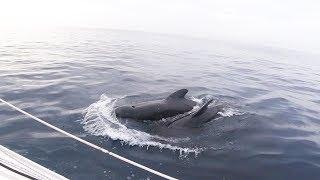 Strange encounter at sea with pilot whales - Ep 17 - The Sailing Frenchman