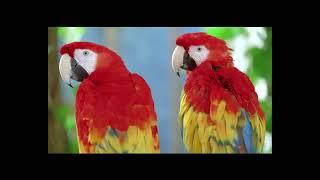 beauty of nature | beautiful | beautiful birds | stress |  Pets Town