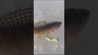 Раскрывает секреты рыбаков #рыбалка #селигер