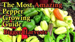 A Complete Guide to Growing Amazing Peppers: Harvesting, Pruning, Watering, Fertilizing, & More