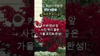 콤팩트화살나무  5년생 분양중 화성나무농장 #콤팩트화살나무 #화살나무 #정원수 # 왜성나무 #화성나무농장 #윈터가든팜