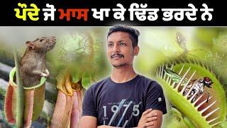 ਮਾਸਾਹਾਰੀ ਅਦਭੁੱਤ ਪੌਦੇ Most Fascinating Carnivorous Plants Explained | Punjab Talkz