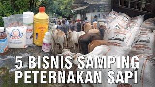 Pilihan Bisnis Peternakan Sapi