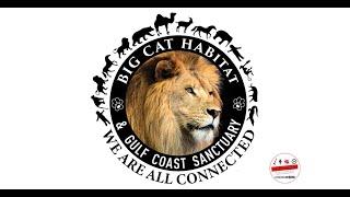 KAY ROSAIRE of BIG CAT HABITAT GULF COAST SANCTUARY, Preserving Exotic Wildlife - Interview