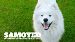 Samoyed Dog | Everything You should Know About #dogs #dogbreed @secret_animals