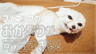 【４Ｋ】フェネックの「おかえり」が可愛いすぎるんですけど！/Fennec's "Welcome back" is super cute.