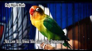 SUARA BURUNG : Raih Quatrick Love Bird Arnold Mampu Hipnotis Penonton