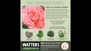 May Companion Plants - Easy Elegance Rose