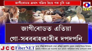 Jagiroad Cattle Syndicate | জাগীৰোডত ক্ৰমাৎ সক্ৰিয় হৈছে গৰু চুৰি চক্র |