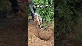  향기좋은 조경수, 서양측백 H2.5 강력추천합니다! 