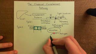 The Classical Complement Pathway Part 1