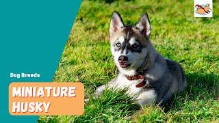 Miniature Husky: Your Guide to The Tinier Version of A Siberian Husky!