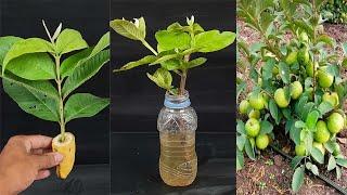 How to Propagate Guava tree From Cuttings in Water(With Updates)