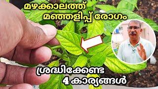 Elagalil Manjalippu Rogam|മഴക്കാലത്ത് മഞ്ഞളിപ്പ് രോഗം എങ്ങനെ മാറ്റാം|What do Yellowing Leaves need