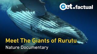 Adventure Ocean Quest - The Giants of Rurutu | Full Documentary