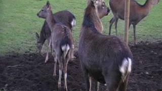 sika deer calls...