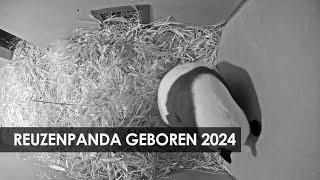 Weer reuzenpanda geboren in Ouwehands Dierenpark Rhenen (2024)