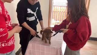 3个月柴犬护食，吃东西不能靠近，主人：服了这个老6【犬道app】