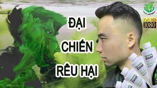 [Vlog Thuỷ sinh] Đại chiến Rêu Hại (Phần 1) #Greenhappiness