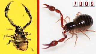 50 Million-Year-Old Pseudoscorpion Found Trapped in Amber | 7 Days of Science