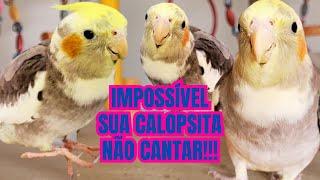 2 HORAS CANTO NATURAL DE CALOPSITA para Estimular sua CALOPSITA  CANTAR.  CALOPSITA Cantando muito!