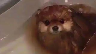 dissolving my dog in hydrochloric acid