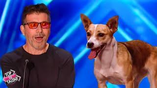 Unforgettable Dog Acts on BGT! 