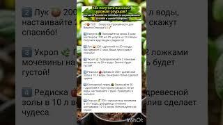 основные правила богатого урожая огорода.